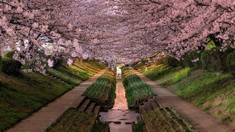 Blooming Gardens Wallpapers - Wallpaper Cave