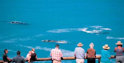 Most Popular Whale Watching Spots in Australia - Travel BLAT