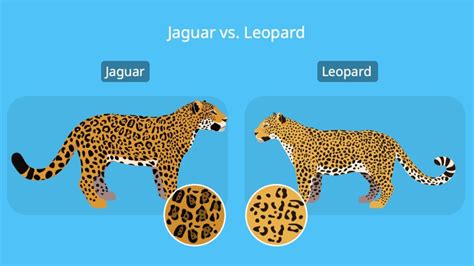 Jaguar Vs Leopard Face