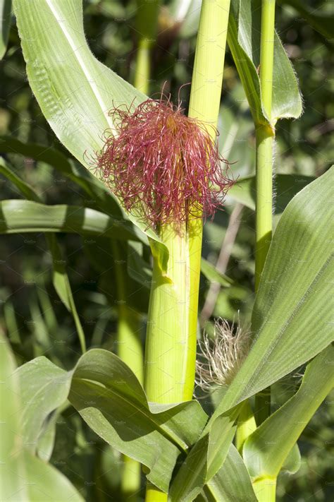 unripe maize cob | High-Quality Food Images ~ Creative Market