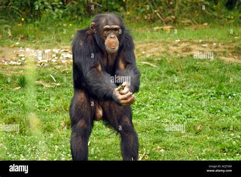 Chimpanzee standing Stock Photo - Alamy