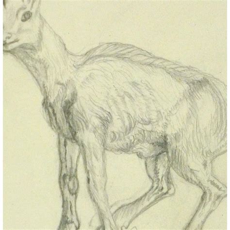 Pencil Drawing - Mountain Goat - Original Art, Antique Maps & Prints