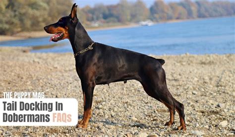 Doberman Tail Docking: Pros & Cons (All You Need to Know) – The Puppy Mag