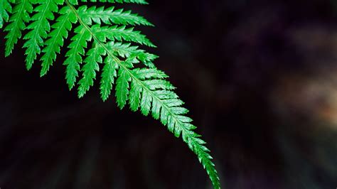 Green fern plant leaf-High Quality HD Wallpaper Preview | 10wallpaper.com