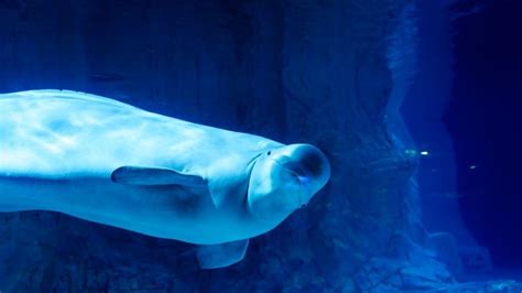 beluga whale sanctuary : Related Stories about beluga whale sanctuary ...