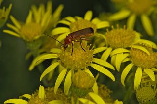 soldier beetle | Magnus Hagdorn | Flickr