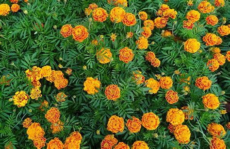 French Marigold Flower · Free photo on Pixabay