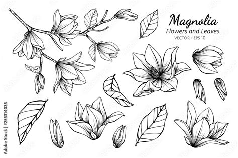 Collection set of magnolia flower and leaves drawing illustration ...