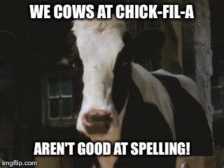 We Cows At Chick-Fil-A Aren't Good At Spelling! - Imgflip