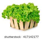 Lettuce Free Stock Photo - Public Domain Pictures