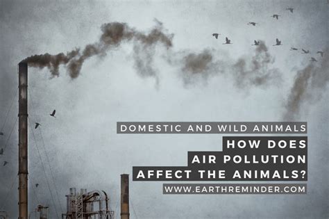 How Does Air Pollution Affect the Animals? | Earth Reminder