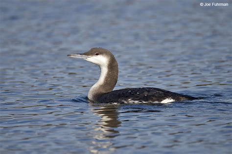 Arctic Loon – Joe Fuhrman Photography