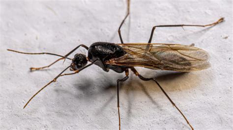 Winged Carpenter Ants | Discover the Amazing Facts! - Pest Samurai