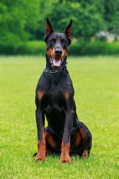 Dog Breed Doberman Pinscher Stock Image - Image of animal, outdoors ...