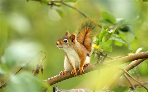 Squirrel Wallpapers - Top Free Squirrel Backgrounds - WallpaperAccess