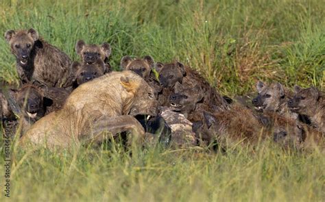 Lion and Hyenas fighting Stock Photo | Adobe Stock