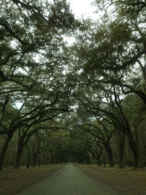 Wormsloe Plantation - Savannah, GA - Brianne Sieberg