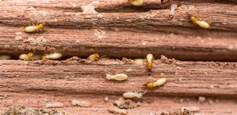 termite control new orleans louisiana | Termite Control NOLA