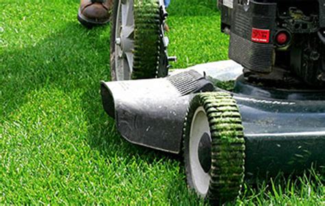 How often should I mow my grass? - Eco Green