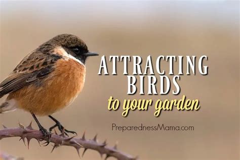 Benefits of Attracting Birds to your Garden | PreparednessMama