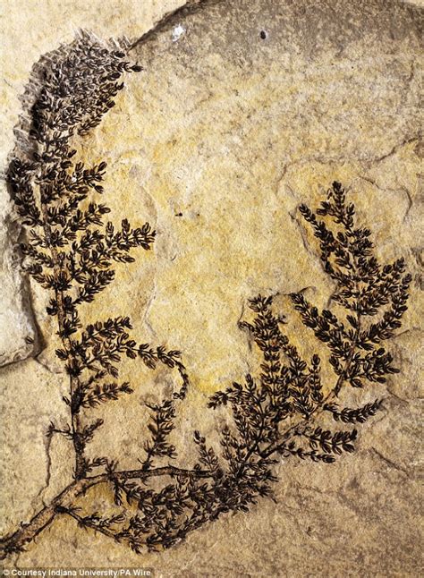 World's first 'flower' Montsechia vidalii is 130 million years old | Daily Mail Online