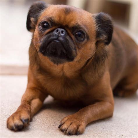 12 Adorable Photos of Brussels Griffon Dogs