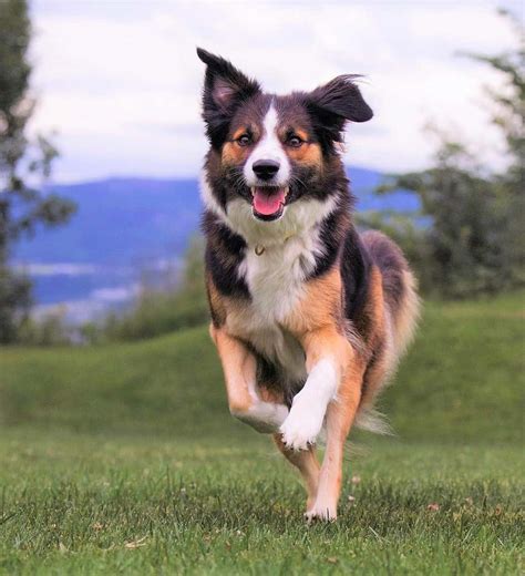 Border collie: 24 colores de pelaje explicados con imágenes