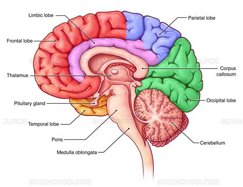 Lobes of the Brain, Sagittal View Occipital Lobe, Corpus Callosum ...