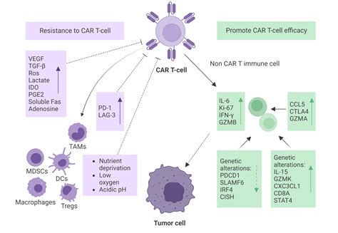 The role of the tumor microenvironment on CAR T-cell therapy in B-cell ...