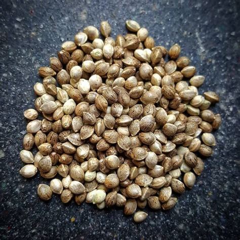 Tropicana cookies Seeds