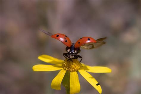 INSECTOS VOLADORES - Nombres, Características y Fotos