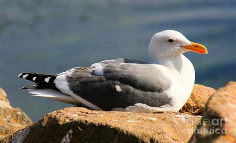 Nesting Seagull Photograph by Tap On Photo - Pixels