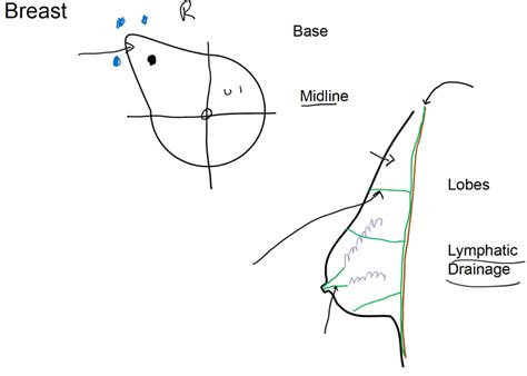 Breast (Diagram) Diagram | Quizlet