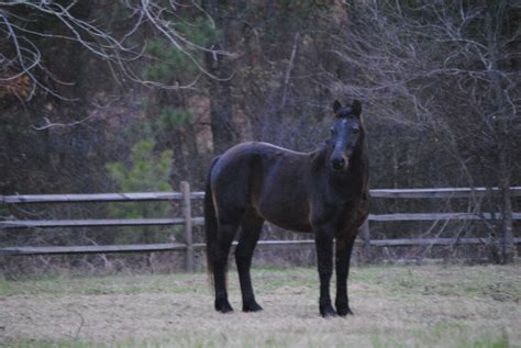 Meet the Connemara Pony | The Equine Report