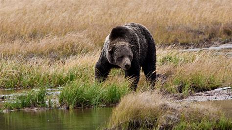 Where to See Wildlife in Yellowstone | GyPSy Guide Driving Tour Apps