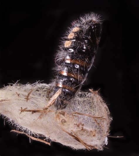 white-marked tussock moth | Roads End Naturalist