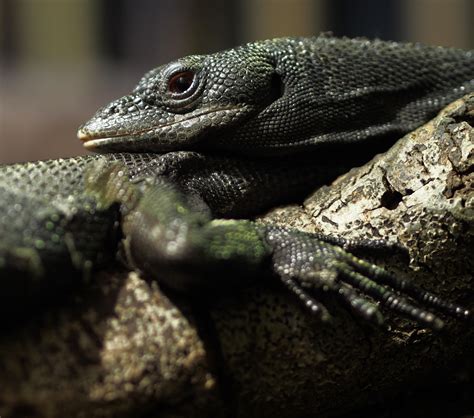 Black tree monitor leaning on a friend, today at the Oakland Zoo. : r ...