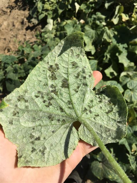 Vegetable: Cucurbits, Downy Mildew | Center for Agriculture, Food, and the Environment at UMass ...