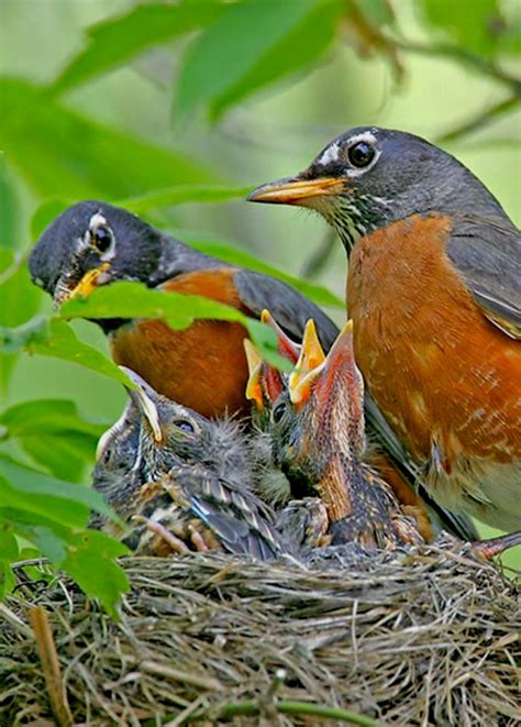 American Robins (Turdus migratorius) tending to their nestlings ...