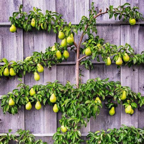 Espalier 101 — Green Acres Nursery & Supply