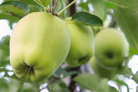 Edit free photo of Green,apple,tree,orchard,green apple - needpix.com