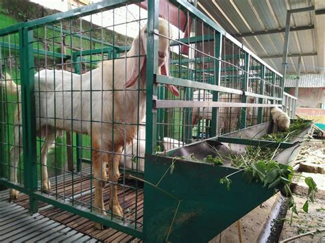 Ternak Kambing Modern Modal Minim Untung Melimpah | Ilmu Pertanian Dan ...