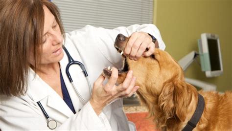 Gingival Fibrosarcoma in Dogs: Symptoms, Causes, & Treatments - DogTime