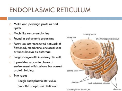 Reticulum Endoplasmique