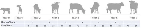 How Long do Cows Live | Dairy Moos