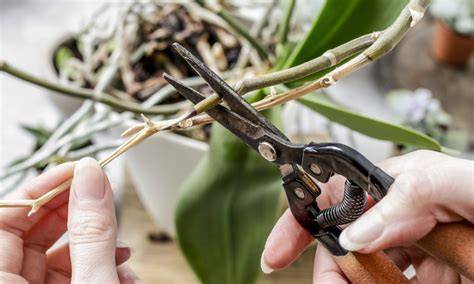 How to Prune an Orchid - Step by Step Guide - Brilliant Orchids