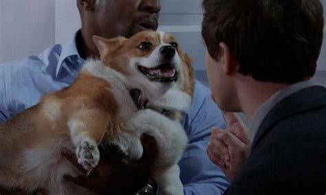 The corgi who plays Cheddar in 'Brooklyn Nine-Nine' has died