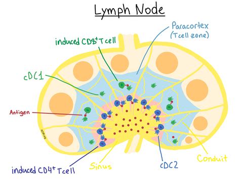 Form follows function: How dendritic cell distribution within lymph nodes affects T cell response