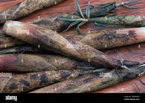 HARVESTED BAMBOO SHOOTS Stock Photo - Alamy