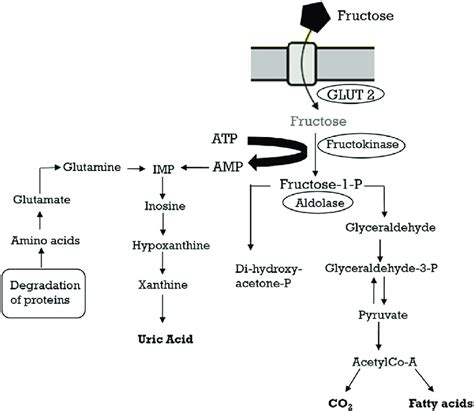 Fructose Metabolism Pathway